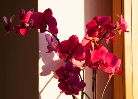 Red flower Stock Photos