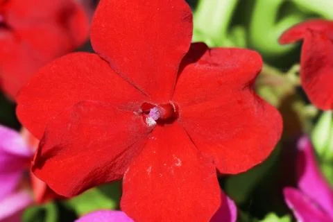 Red flower Stock Photos
