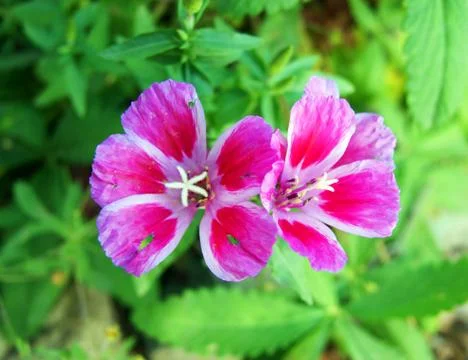 Red flower Stock Photos