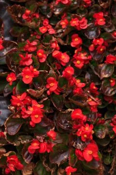 Red flower Stock Photos