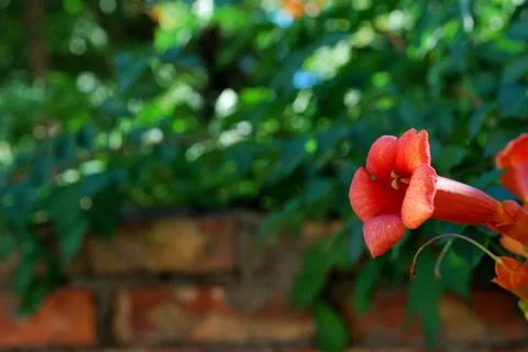 Red flower Stock Photos