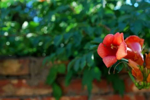 Red flower Stock Photos
