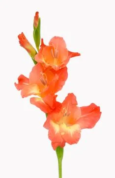 Red flower. Stock Photos