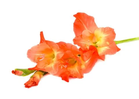 Red flower. Stock Photos