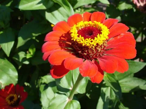 Red flower Stock Photos