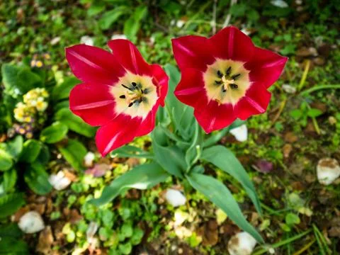 Red flower 写真素材