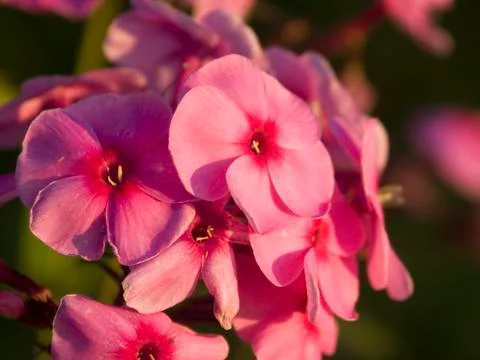 Red Flower 스톡 사진