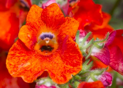 Red Flower Stock Photos