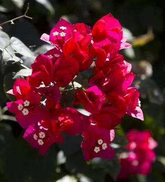 Red flower Stock-Fotos
