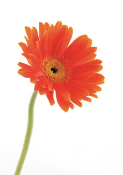 Red flower Stock Photos