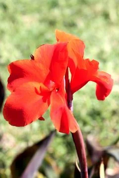 Red flower Stock Photos