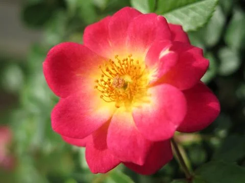 Red flower 库存照片
