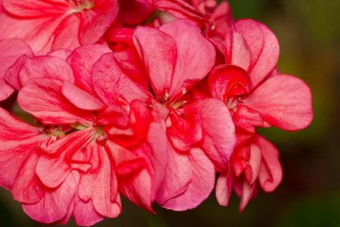 Red flower Stock Photos