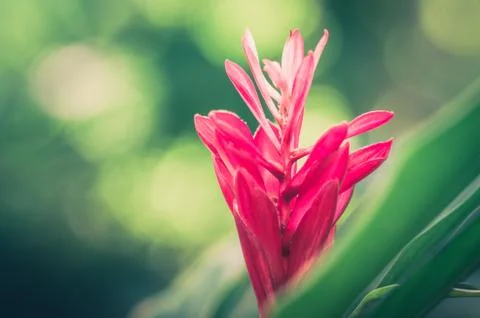 Red flower Stock Photos