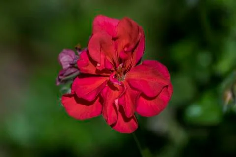 Red flower Stock Photos