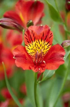Red flower Stock Photos