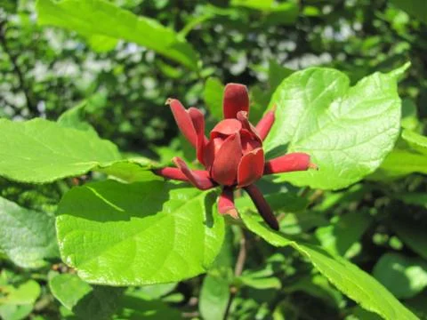 Red flower Foto stock