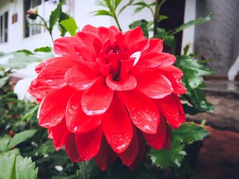 Red Flower Stock Photos