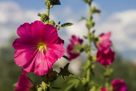 Red flower Stock Photos