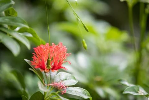Red Flower Stock Photos