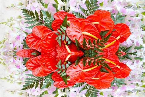 Red flower Stock Photos