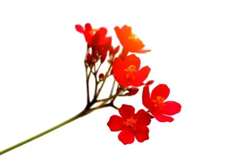 Red flower Stock Photos