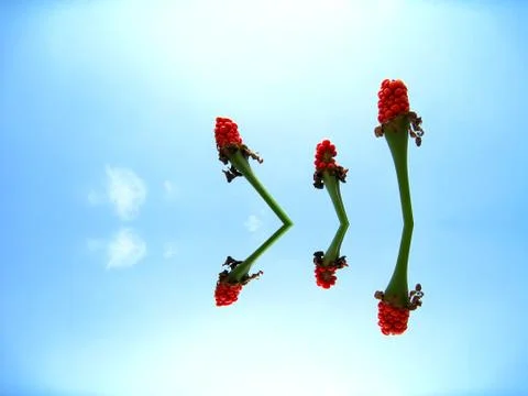 Red flower Stock Photos