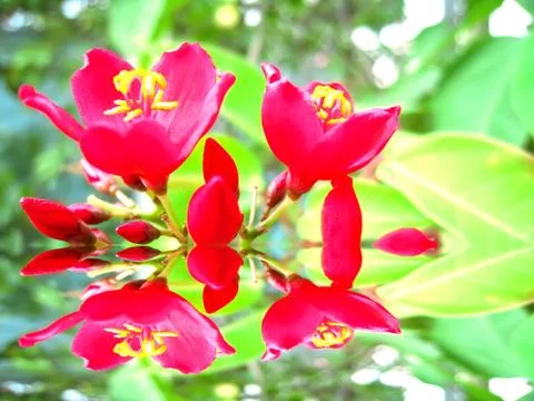Red flower Stock Photos