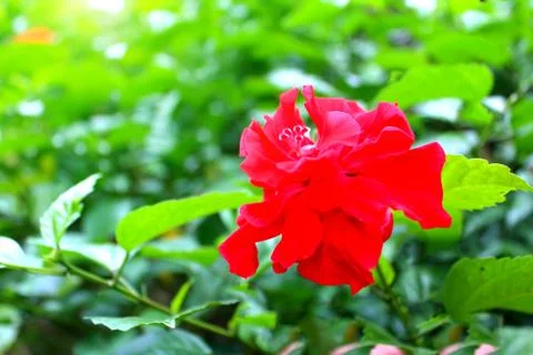 Red flower Foto stock