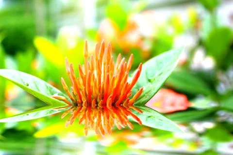 Red flower Stock Photos