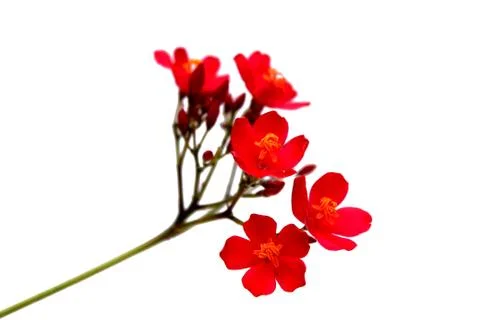 Red flower Stock Photos