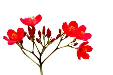Red flower Stock Photos