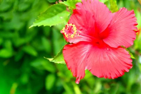 Red flower Stock Photos