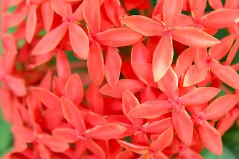 Red flower Stock Photos