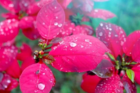 Red flower Stock Photos