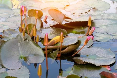 Red flower Stock Photos