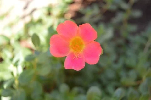 Red flower Stock Photos