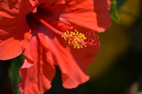Red Flower Stock Photos