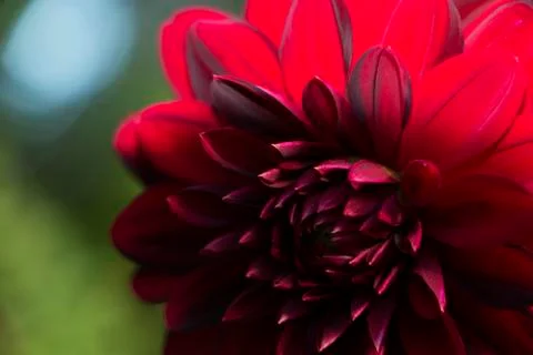 Red flower 写真素材