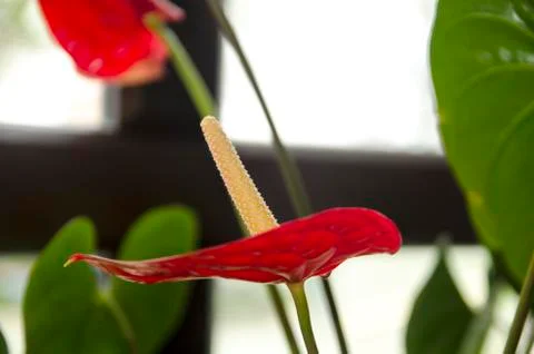 Red flower Stock Photos