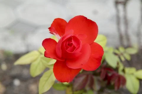 Red flower Stock Photos