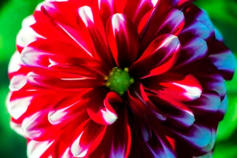 Red flower Stock Photos