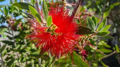 Red flower 스톡 사진