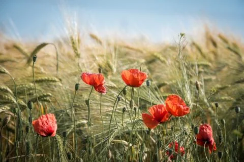 Red flower Stock Photos