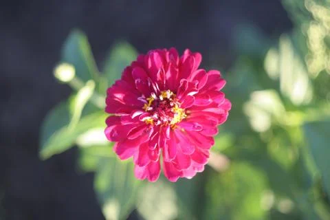 Red flower Stock Photos