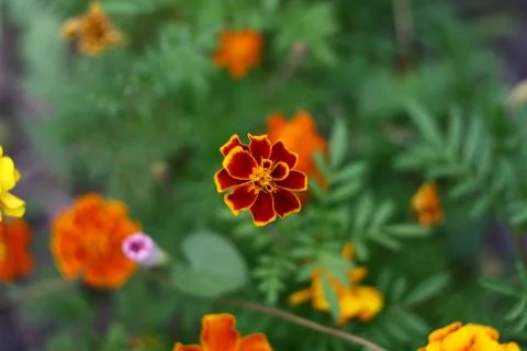 Red flower Stock Photos