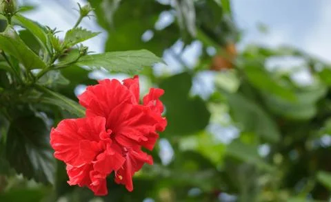 Red flower Stock Photos