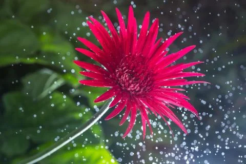 Red flower Stock Photos