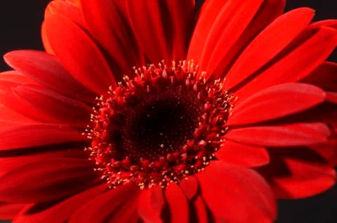 Red flower Stock Photos