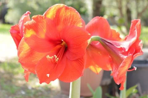Red flower Stock Photos